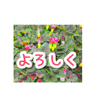 飛び出す！大人やさしい野の花 修正版（個別スタンプ：20）