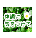 飛び出す！大人やさしい野の花 修正版（個別スタンプ：21）