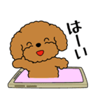 飛び出す！いつでも使えるトイプー（個別スタンプ：1）