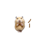 ハムスターが踊ります（個別スタンプ：3）