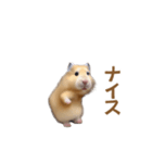 ハムスターが踊ります（個別スタンプ：10）