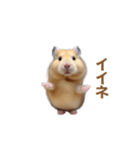 ハムスターが踊ります（個別スタンプ：11）