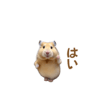 ハムスターが踊ります（個別スタンプ：12）