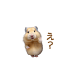 ハムスターが踊ります（個別スタンプ：13）