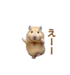 ハムスターが踊ります（個別スタンプ：14）