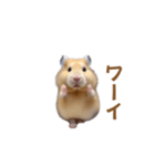ハムスターが踊ります（個別スタンプ：16）