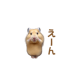 ハムスターが踊ります（個別スタンプ：18）