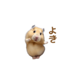 ハムスターが踊ります（個別スタンプ：19）