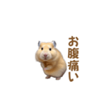 ハムスターが踊ります（個別スタンプ：23）