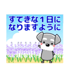 優しい大人の気づかいシュナウザー 夏編（個別スタンプ：6）