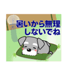 優しい大人の気づかいシュナウザー 夏編（個別スタンプ：16）