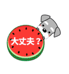 優しい大人の気づかいシュナウザー 夏編（個別スタンプ：33）