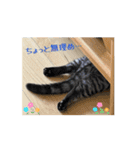 ひなvol.3（個別スタンプ：2）