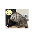 ひなvol.3（個別スタンプ：6）