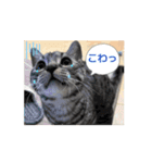 ひなvol.3（個別スタンプ：11）