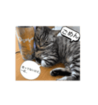 ひなvol.3（個別スタンプ：12）