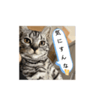 ひなvol.3（個別スタンプ：15）
