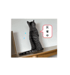 ひなvol.3（個別スタンプ：16）