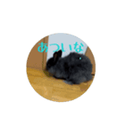 うさぎの月夜①（個別スタンプ：13）