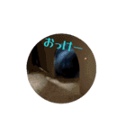 うさぎの月夜①（個別スタンプ：15）