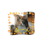 うちねこつゆスタ（個別スタンプ：1）