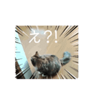 うちねこつゆスタ（個別スタンプ：3）