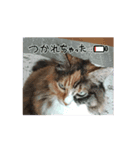 うちねこつゆスタ（個別スタンプ：5）