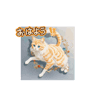 猫さんのやつ（個別スタンプ：5）