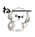 シーズー犬 2025「飛び出す」No.2（縦長）（個別スタンプ：17）