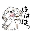 シーズー犬 2025「飛び出す」No.2（縦長）（個別スタンプ：21）