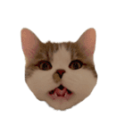 ぜんぶ顔に出る猫、ぽぽ。（個別スタンプ：1）