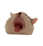 ぜんぶ顔に出る猫、ぽぽ。（個別スタンプ：2）