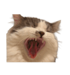 ぜんぶ顔に出る猫、ぽぽ。（個別スタンプ：3）