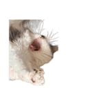 ぜんぶ顔に出る猫、ぽぽ。（個別スタンプ：5）