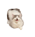 ぜんぶ顔に出る猫、ぽぽ。（個別スタンプ：6）