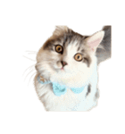 ぜんぶ顔に出る猫、ぽぽ。（個別スタンプ：7）