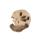 ぜんぶ顔に出る猫、ぽぽ。（個別スタンプ：8）