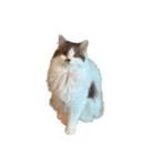 ぜんぶ顔に出る猫、ぽぽ。（個別スタンプ：9）