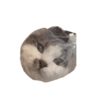 ぜんぶ顔に出る猫、ぽぽ。（個別スタンプ：10）