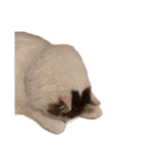 ぜんぶ顔に出る猫、ぽぽ。（個別スタンプ：11）