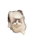 ぜんぶ顔に出る猫、ぽぽ。（個別スタンプ：12）