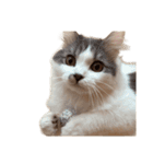ぜんぶ顔に出る猫、ぽぽ。（個別スタンプ：13）