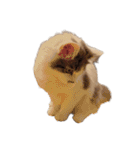 ぜんぶ顔に出る猫、ぽぽ。（個別スタンプ：14）