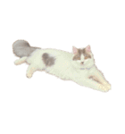 ぜんぶ顔に出る猫、ぽぽ。（個別スタンプ：15）