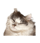 ぜんぶ顔に出る猫、ぽぽ。（個別スタンプ：17）