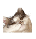 ぜんぶ顔に出る猫、ぽぽ。（個別スタンプ：18）