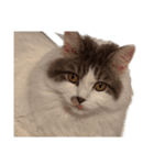 ぜんぶ顔に出る猫、ぽぽ。（個別スタンプ：19）