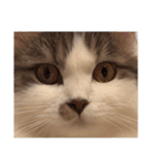ぜんぶ顔に出る猫、ぽぽ。（個別スタンプ：20）