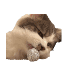 ぜんぶ顔に出る猫、ぽぽ。（個別スタンプ：21）