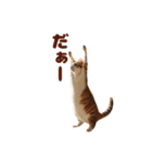 ネコにゃんにゃんにゃんニャン（個別スタンプ：1）